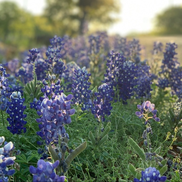 Meet your Posher, Betchy - Picture 1 of 1